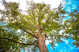 Best Arborist Consultation Services  in Ridgeville, SC