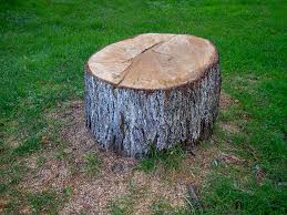 Tree and Shrub Care in Ridgeville, SC