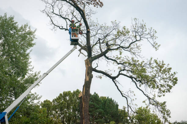 Best Tree Cabling and Bracing  in Ridgeville, SC