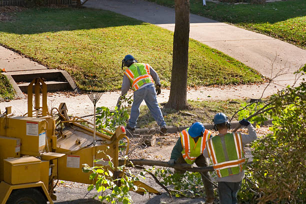 Trusted Ridgeville, SC Tree Services Experts