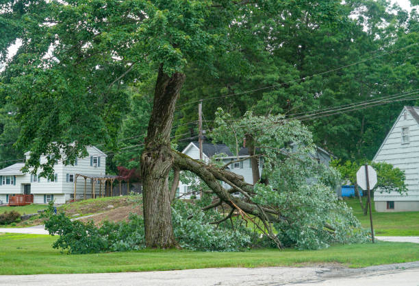 Best Stump Grinding and Removal  in Ridgeville, SC