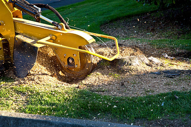 Best Tree Risk Assessment  in Ridgeville, SC