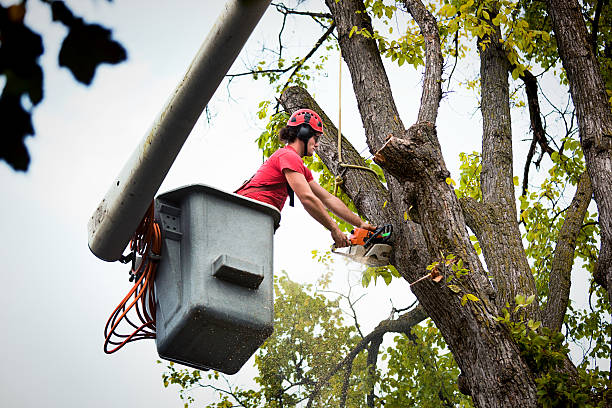 Best Leaf Removal  in Ridgeville, SC
