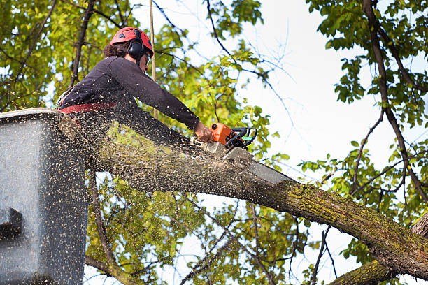 Best Firewood Processing and Delivery  in Ridgeville, SC